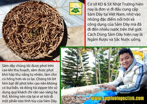 Kinh nghiệm ngâm rượu Sâm Dây (Hồng Đẳng Sâm hay Đảng Sâm) và Bí quyết để rượu ngon