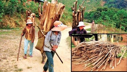 Trước đây, các sơn nữ phải gùi củi nặng nhiều năm mới đủ bắt chồng (ảnh lớn). Bây giờ sơn nữ chọn cách trồng cây bời lời (ảnh nhỏ). Ảnh: Thiên Linh