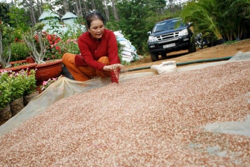 Gạo đỏ ở Măng Bút được tư thương mua, bán lại