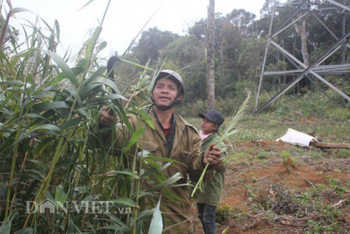 Khai thác lộc trời trên núi rừng.