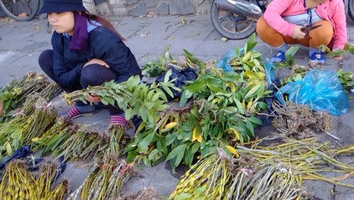 Lan rừng Kon Tum vào mùa, người dân đổ xô đi mua