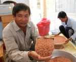 Ông Nguyễn Anh Dũng (giám đốc HTX nông nghiệp Định An) với mẫu gạo Ngọc đỏ hương dứa trước khi chuyển cho Công ty CP Docimexco đóng gói xuất sang châu Âu - Ảnh: V.TR.