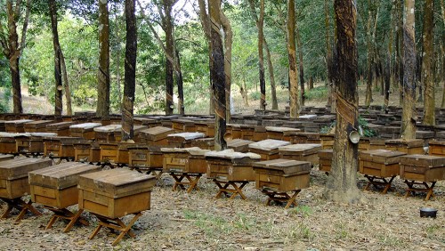 Kỹ thuật nuôi ong lấy mật
