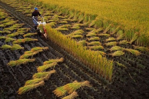 Ở Nhật, mọi mặt hàng liên quan tới nông sản như lương thực, thực phẩm, hoa, cây cảnh... đều giao dịch thông qua chợ đấu giá