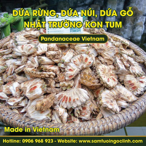 Dứa rừng, Dứa núi, Dứa gỗ Kon Tum Việt Nam - Pandanaceae Vietnam