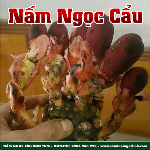 Nấm Ngọc Cẩu (Toả Dương) Tươi Ngọc Linh Kon Tum Nhật Trường