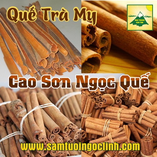 Quế Trà My Ngọc Linh Kon Tum Nhật Trường