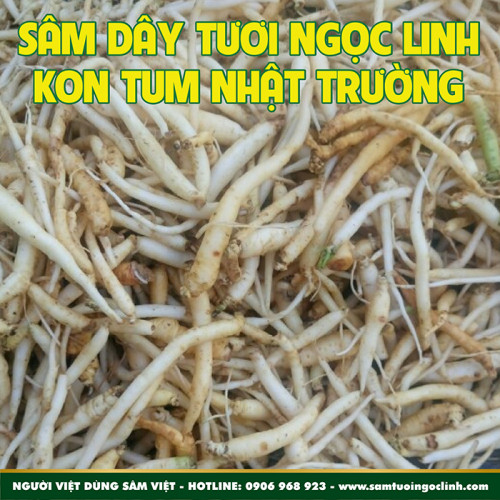 Sâm Dây Tươi Ngọc Linh Kon Tum Nhật Trường