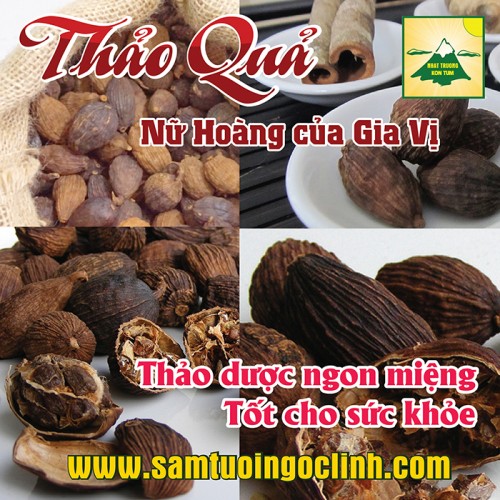 Thảo Quả Nữ hoàng gia vị Ngọc Linh Kon Tum Nhật Trường