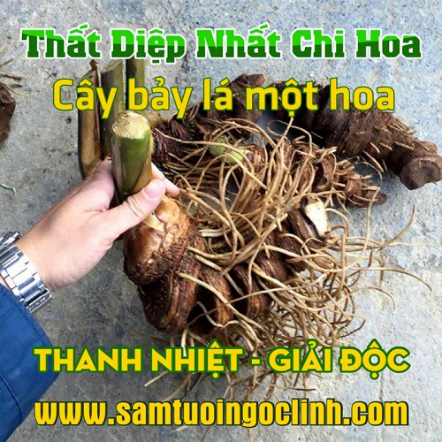 Sâm Bảy Lá, Thất diệp nhất chi hoa