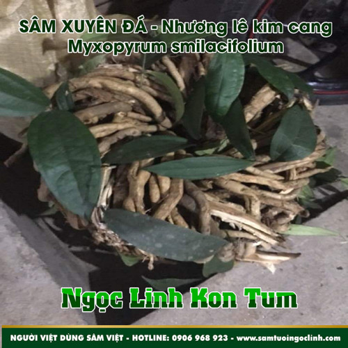 Sâm Xuyên Đá - Nhương Lê Kim Cang Myxopyrum Ngọc Linh Kon Tum