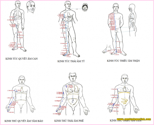 Tác dụng sinh lý của Kinh lạc là: Vận hành khí huyết, nuôi âm dương, làm mềm gân xương, trơn các khớp (Nội kinh)