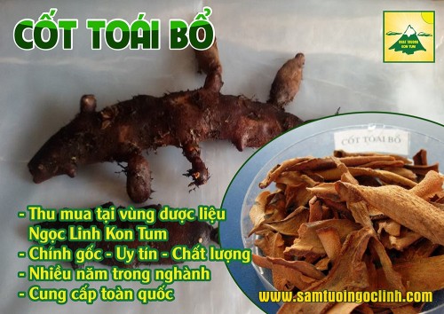 Bổ thận chắc răng: Dùng trong trường hợp thận hư, dương phù sinh đau răng, chảy máu chân răng, răng lung lay