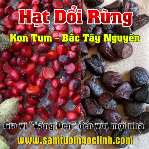 Hạt Dổi Rừng Kon Tum, "Vàng Đen" đại ngàn Bắc Tây Nguyên