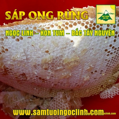 Sáp ong đặc biệt sáp ong rừng là một sản vật quý của núi rừng