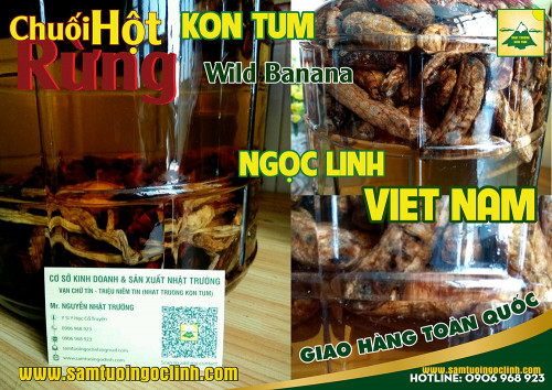 Chuối hột rừng trong dân gian dùng để giải độc, thanh nhiệt, lương huyết, dùng để trị sỏi thận, sạn bàng quang. Sẽ tốt với sỏi niệu quản và sỏi bàng quang