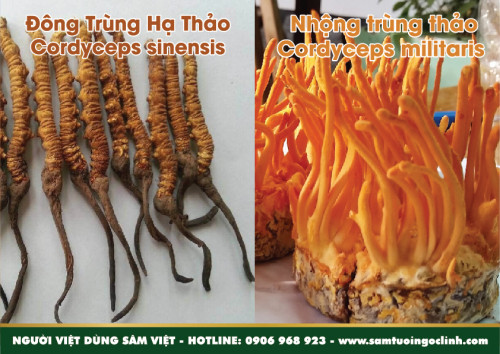 Phân biệt Đông Trùng Hạ Thảo và Nhộng Trùng Thảo, Đông Trùng Hạ Thảo Việt Nam