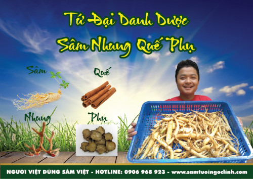 Tứ đại danh dược trong Đông Y bao gồm Sâm Nhung Quế Phụ và những ngộ nhận