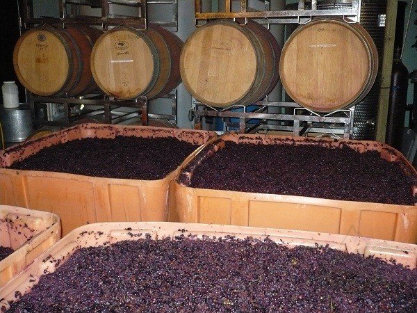 quy trình sản xuất rượu vang 7