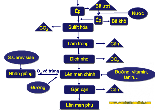 quy trình sản xuất và xử lý rượu vang (2)