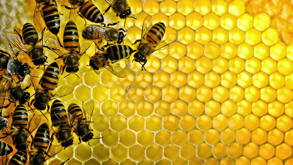 Cách giảm cân bằng mật ong và nước ấm