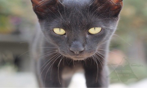 Nhiều người quan niệm gặp mèo đen khi ra đường vào thứ 6 ngày 13 là điềm xui xẻo. Ảnh: Tech Times.