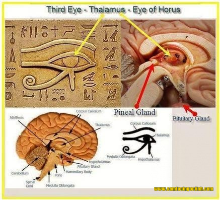 Cấu tạo của con mắt thứ 3 trong nền văn hóa Ai Cập cổ đại giống với thể tùng quả trong bộ não người.