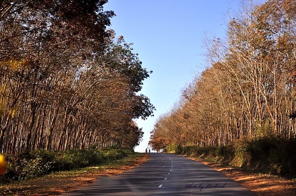 Tây Nguyên, những tháng gió. Những cơn gió trở mình không vật vã, không bùng lên thành những trận cuồng phong