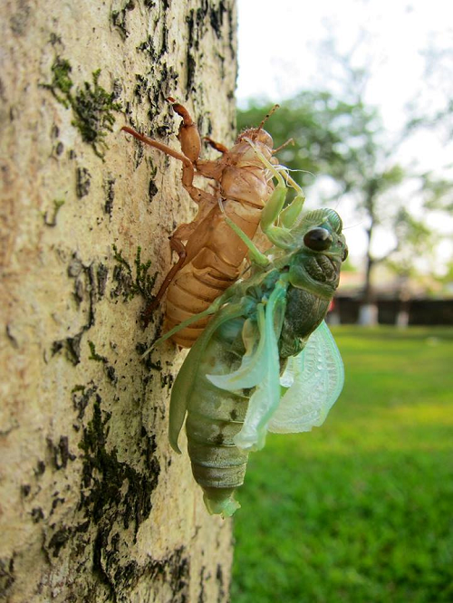 Ngày hè, về Tây Nguyên ăn …ve!