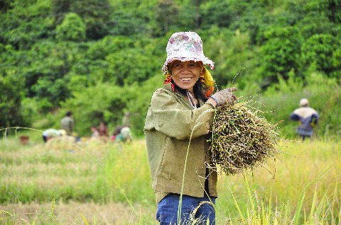 Niềm vui mùa gặt