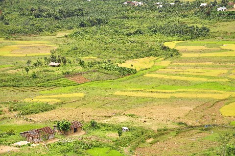 Đồng Đắk Glei đang vào mùa gặt