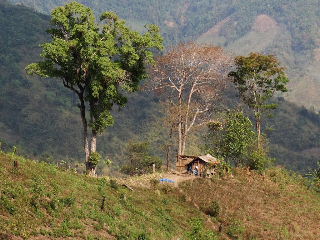 măng đen