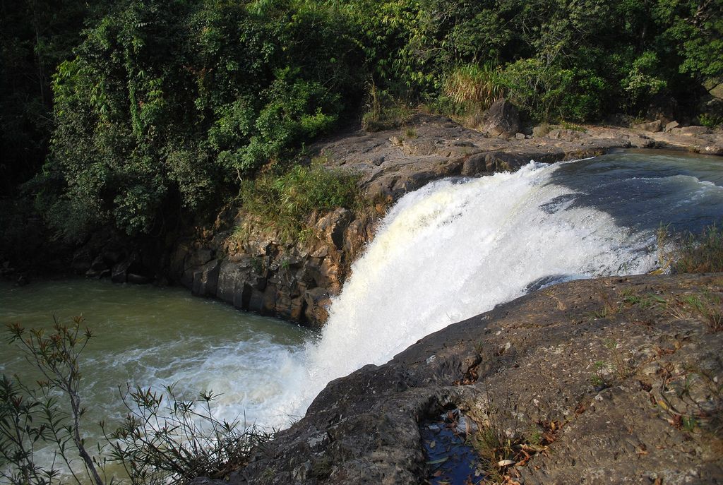 măng đen