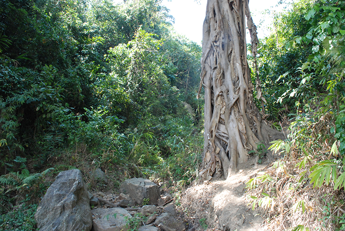 măng đen