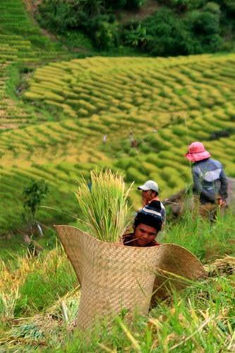 ngọc linh kon tum