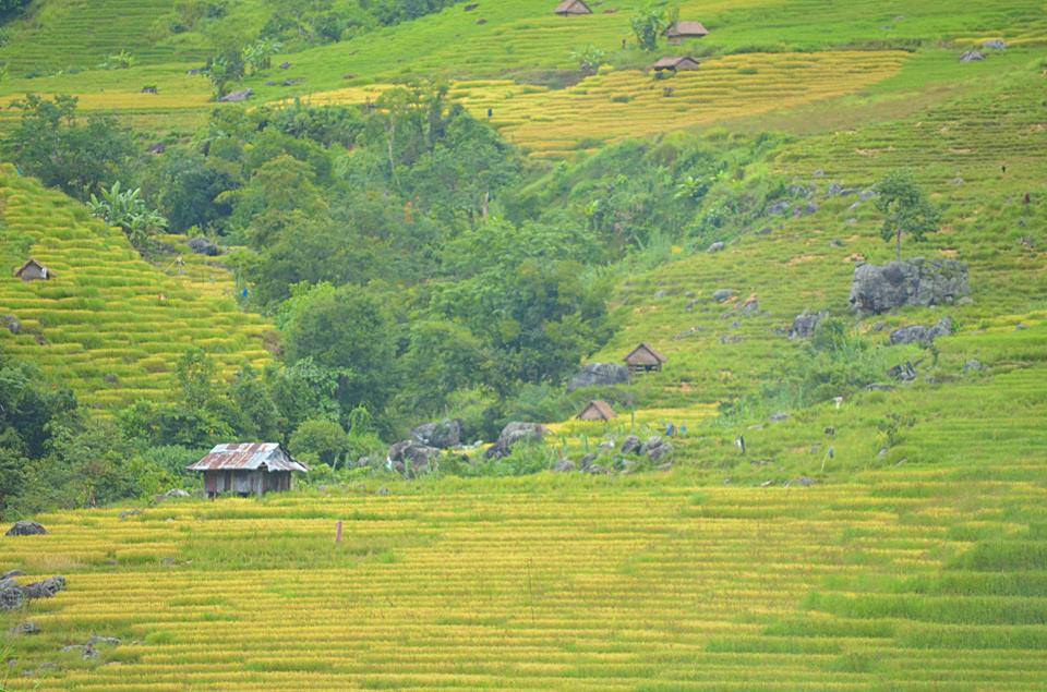 ngoc linh kon tum 1