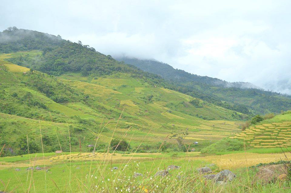 ngọc linh kon tum