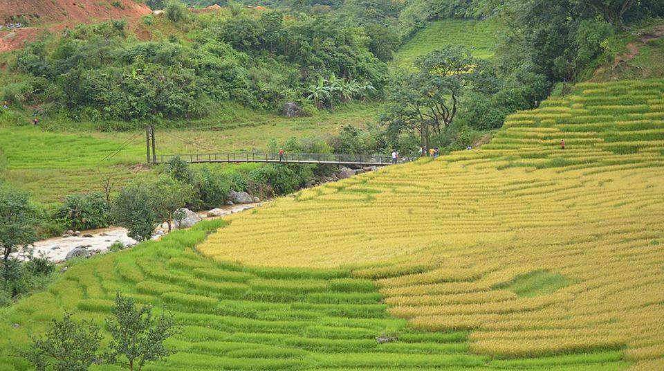 Mùa vàng Tây Nguyên trên ruộng bậc thang cao nguyên Ngọc Linh Kon Tum