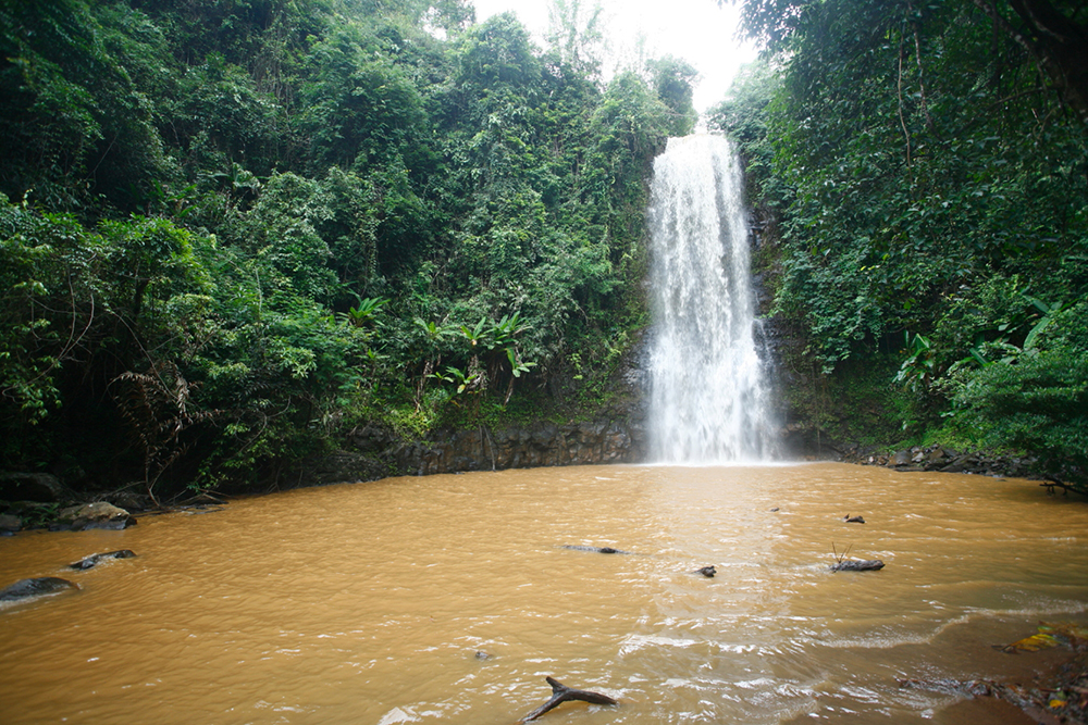 măng đen