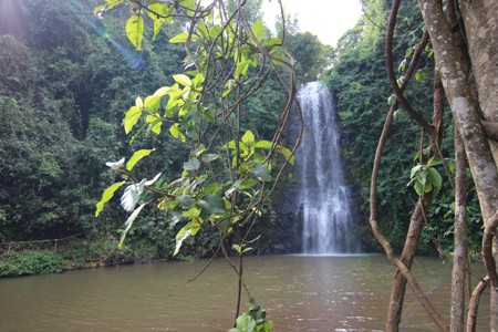 măng đen