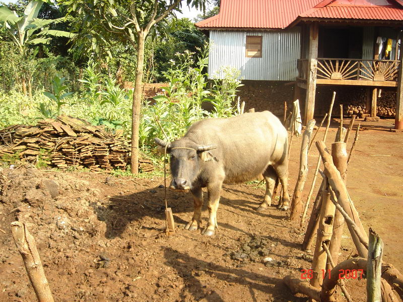 bản làng kon tum