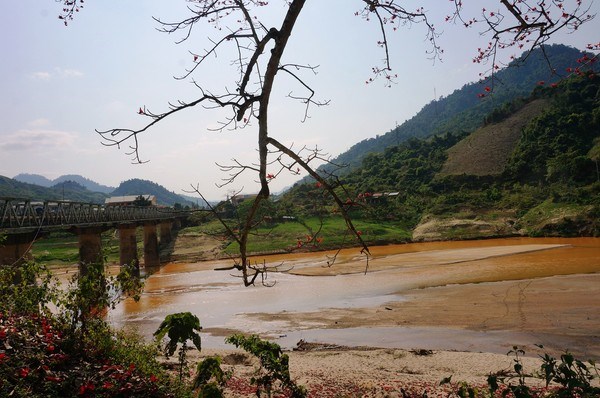 hoa gạo kon tum