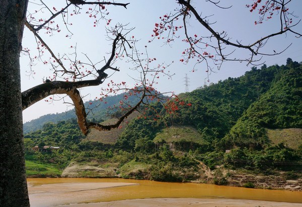 hoa gạo kon tum