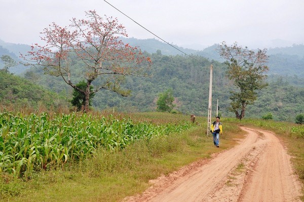 hoa gạo kon tum