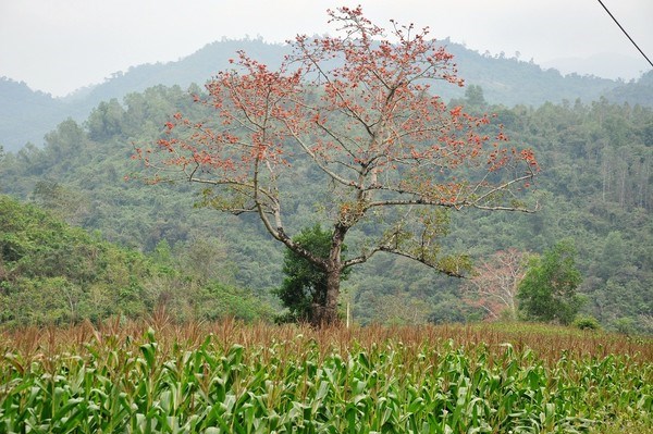 hoa gạo kon tum