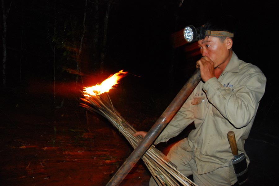 săn ong bắp cày