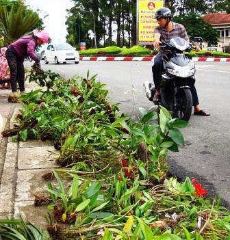 Lan rừng bày bán ở góc đường Bà Triệu