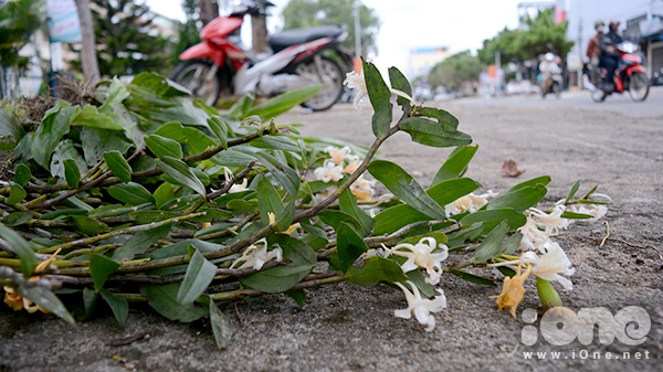 lan rừng kon tum 1