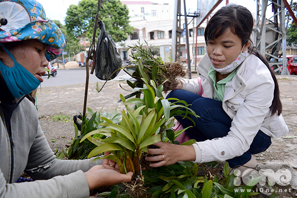 lan rừng kon tum 9