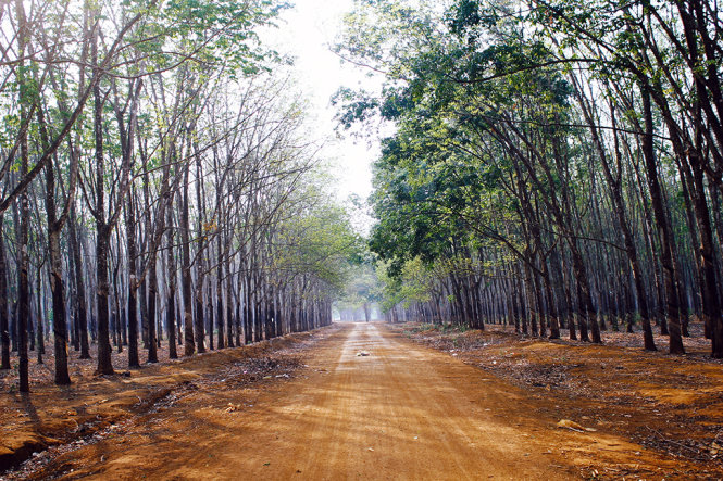 rừng cao su tháng 3 1